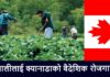 Canada Work Permit Job from Nepal