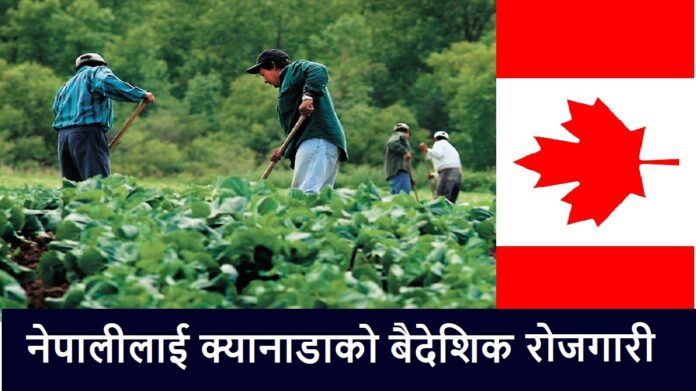 Canada Work Permit Job from Nepal