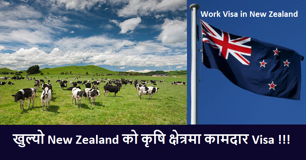 Work Visa in New Zealand